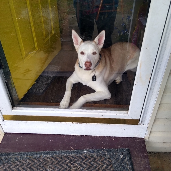 Meet your Posher, Spencer - Picture 5 of 5
